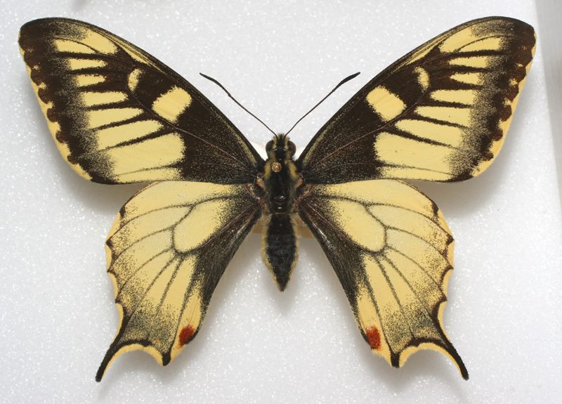 Papilio machaon (aberrant near pseudoevittatus) Internet Image property of respective owner, non-commercial use only